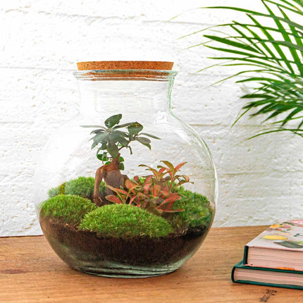 DIY terrarium - Teddy bonsai - ↕26,5cm - Rake + Shovel + Tweezer + Scissors