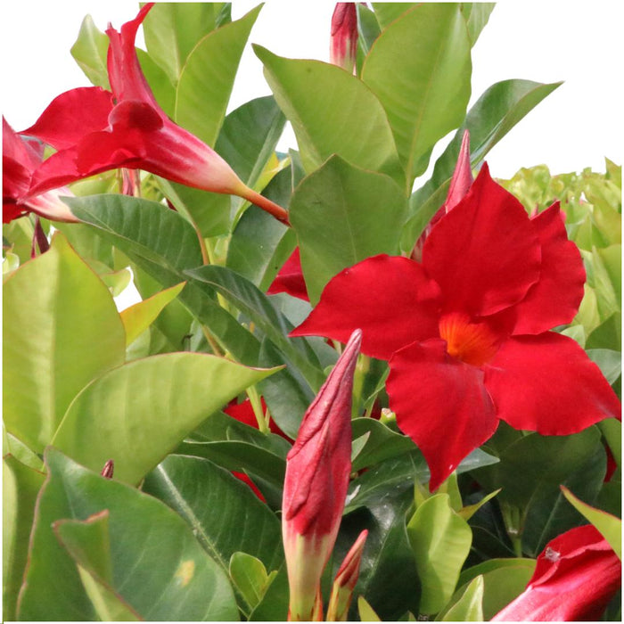 Dipladenia Red - Mandevilla Red - ↕25cm - Ø12cm - 6x