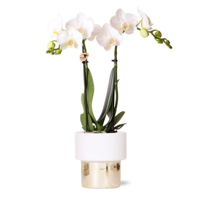 Orchidea Phalaenopsis bianca - Amabilis + Vaso Lush - Ø9cm - ↕35cm - Pianta da interno fiorita