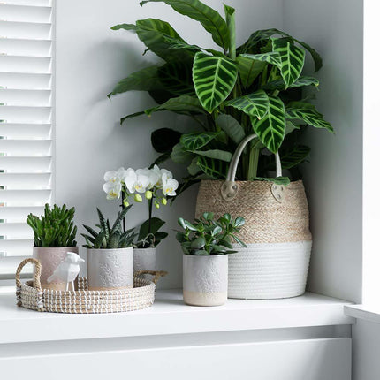 Vetplanten set van 4 succulenten - groene planten - Ø9cm - Kolibri Greens
