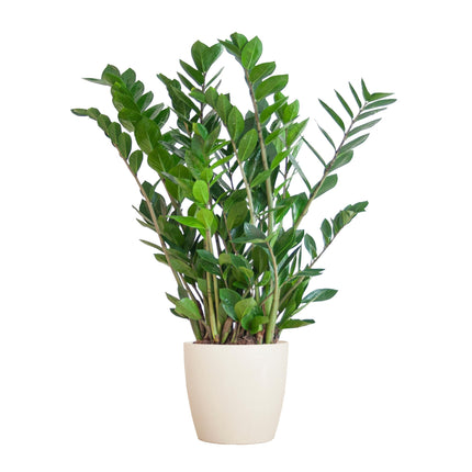 Zamioculcas Zamiifolia - Planta ZZ - con maceta blanca Viber - ↕80cm - Ø21cm