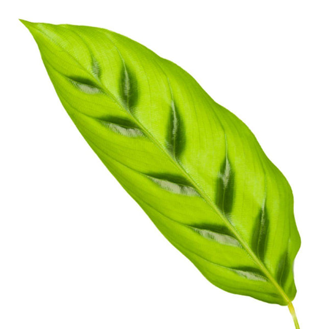 Calathea Leopardina - ↕35cm - Ø12cm