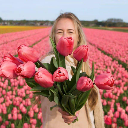 Flowerbulbs Amsterdam - Pink Impression - 15 flower bulbs - Size 12+