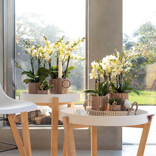 Weiße Phalaenopsis-Orchidee – Lausanne – Ø 9 cm – Blühende Zimmerpflanze