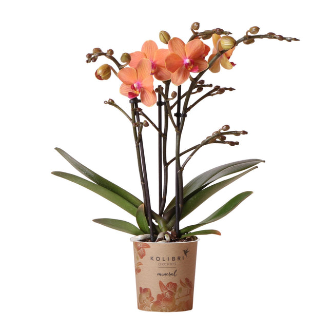 Orangefarbene Phalaenopsis-Orchidee – Mineral Bolzano – Ø 9 cm – Blühende Zimmerpflanze