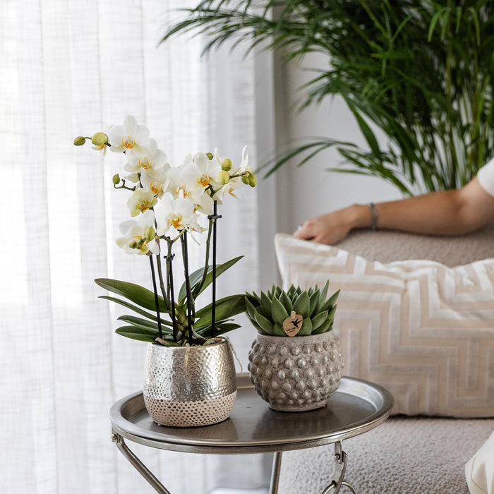 Witte Phalaenopsis orchidee - Amabilis + Elite pot silver - Ø9cm - ↕35cm - Bloeiende kamerplant