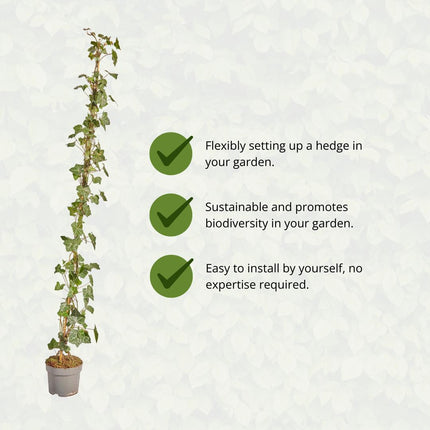 Hedera Hibernica - Ivy - Stalked - ↕125-150 cm