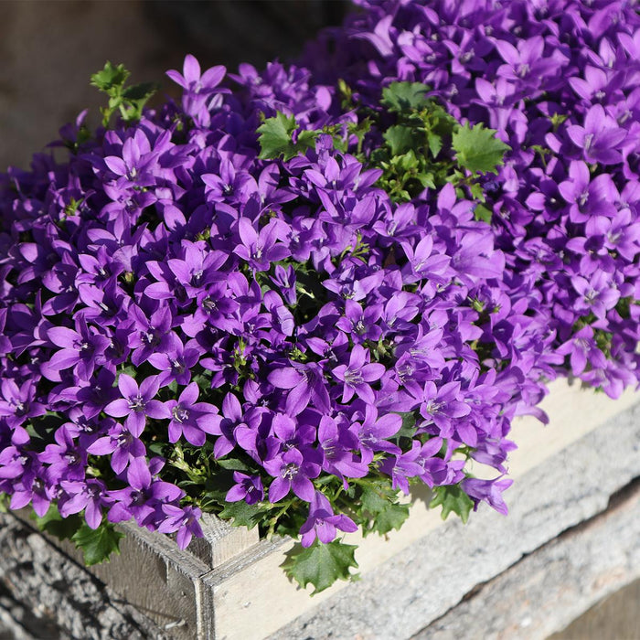 Campanula Addenda Ambella Intense purple - Houten schaal met 2 tuinplanten - Ø12cm - winterhard