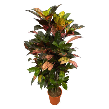 Codiaeum (Croton) Iceton ramificado - ↕110 cm - Ø24 cm