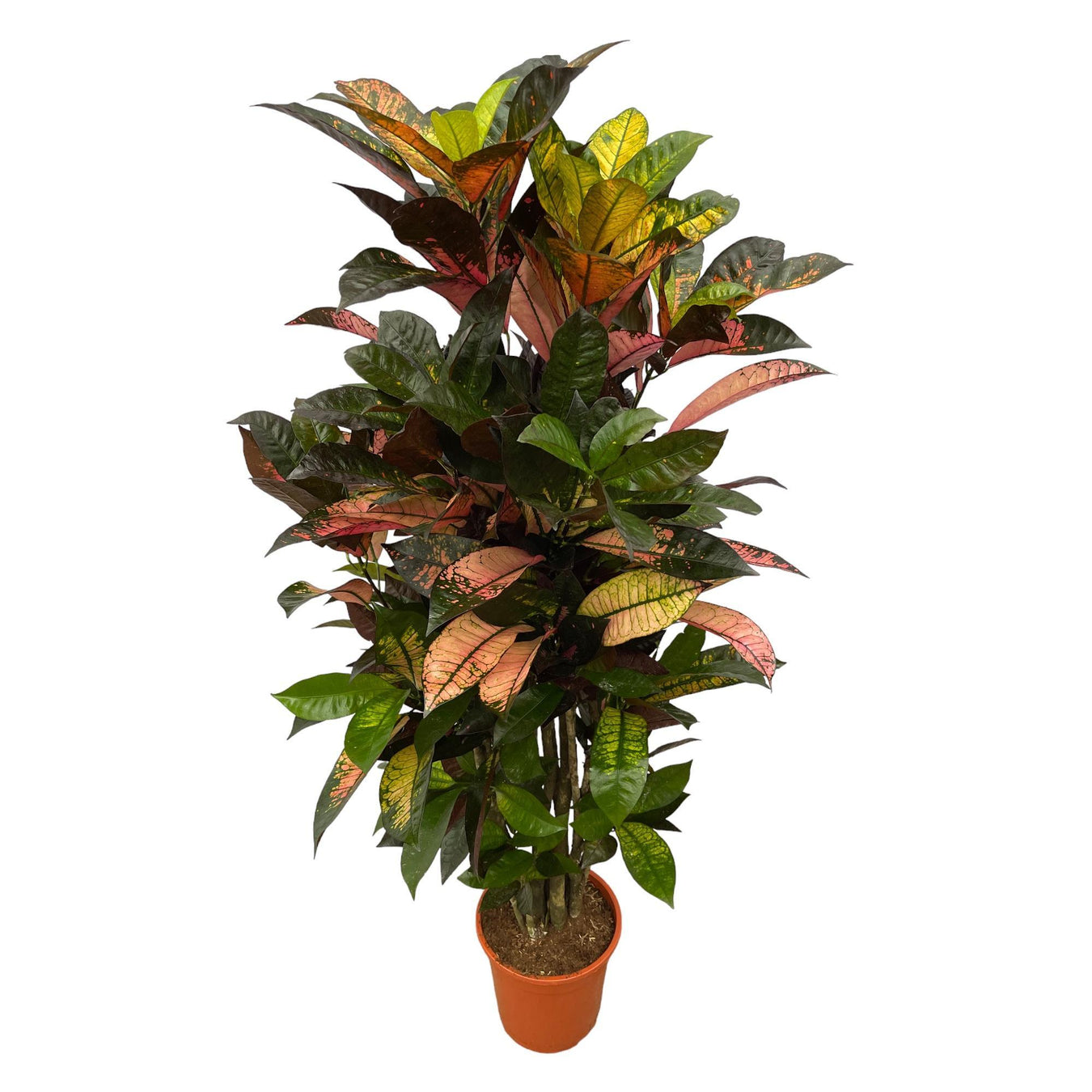 Croton (Codiaeum)