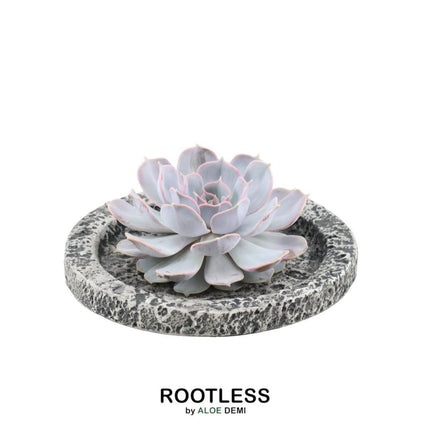 RODLESS Sukkulent Echeveria Lilacina i 'Beton' skål - ↕5cm - Ø20cm