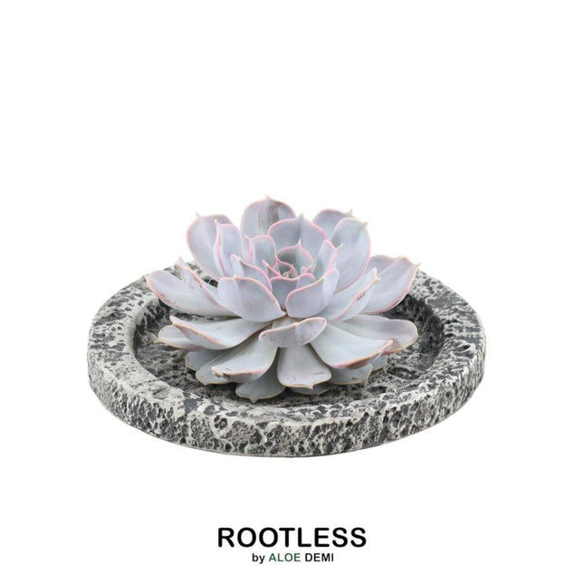 Suculenta sin raíces Echeveria Lilacina en maceta de hormigón - ↕5cm - Ø20cm