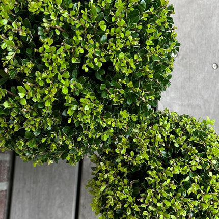 Ilex crenata 'Jenny' bulb Ø20cm + 1x bulb Ø25cm - 2x