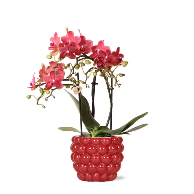 Red Phalaenopsis orchid – Congo + Berry decorative pot – Ø9cm – ↕40cm - Flowering houseplant in flowerpot