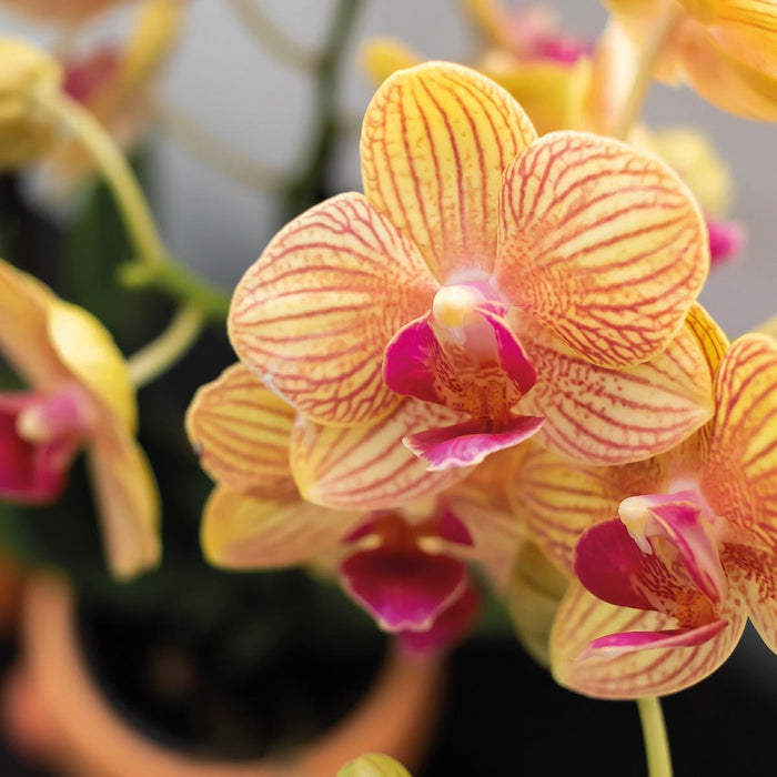 Oranje Phalaenopsis orchidee – Jamaica + Happy Mug sierpot peach – Ø9cm – ↕35cm - Bloeiende kamerplant in bloempot
