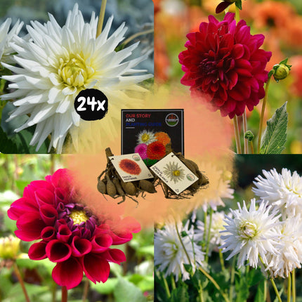 Dahlia Bollen | Mix Romantic Beauties, 12 Dahlia Playa Blanca & 12 Dahlia Heatwave knollen voor 4m²