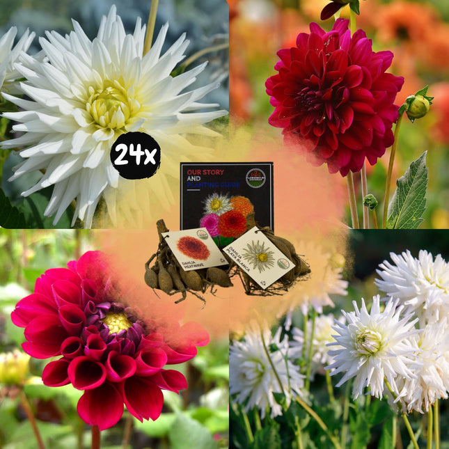 Bulbi di dalia | Mix di bellezze romantiche, 12 tuberi di dalia Playa Blanca e 12 tuberi di dalia Heatwave per 4 m²