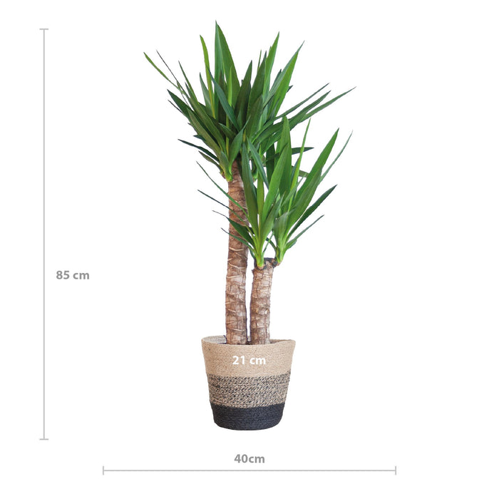 Yucca Elephantipes met Mand Lissabon zwart - ↕90cm - Ø21cm