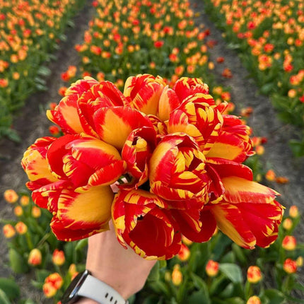 Flowerbulbs Amsterdam - Mellem Tulipan Mix - Bæredygtig værdipakke, 50 blomsterløg til 1 m² blomsterpragt - Størrelse 12+