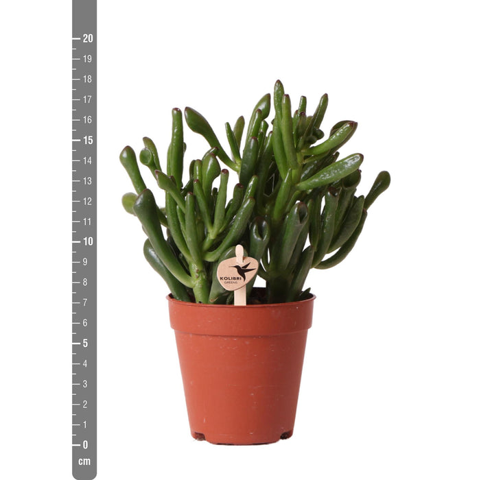 Crassula Hobbit - Vetplant - Ø9cm - Kolibri Greens