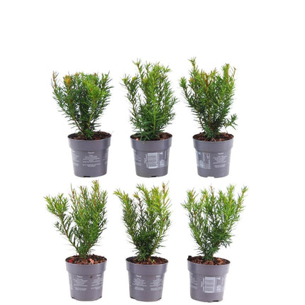 Takshæk - Taxus media Farmen - 1 meter - Sæt med 6 hårdføre hækplanter - Stedsegrøn hæk