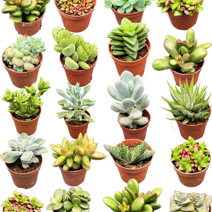 Succulent mix - 20 pieces - ↕6-12cm - Ø5.5cm