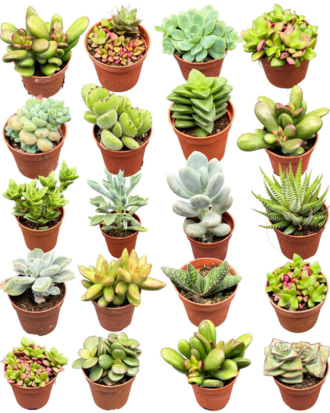 Sukkulenten-Mix – 20 Stück – ↕6–12 cm – Ø5,5 cm