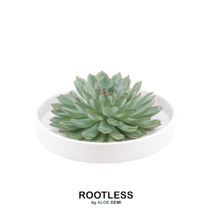 rootless succulents ROOTLESS Succulent Echeveria Pulidonis in 'white' bowl - ↕5cm