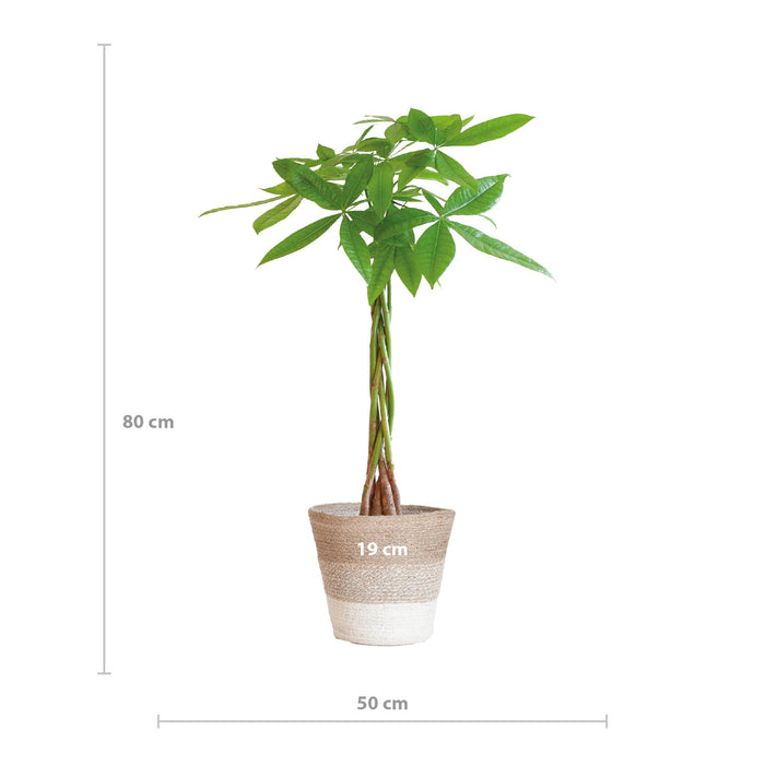 Pachira Aquatica - Geldboom - met Mand Lissabon wit - ↕80cm - Ø21cm