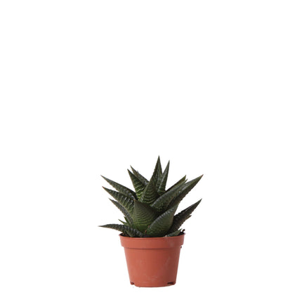 Haworthia Limifolia - Succulent - Ø6cm - green houseplant - Kolibri Greens