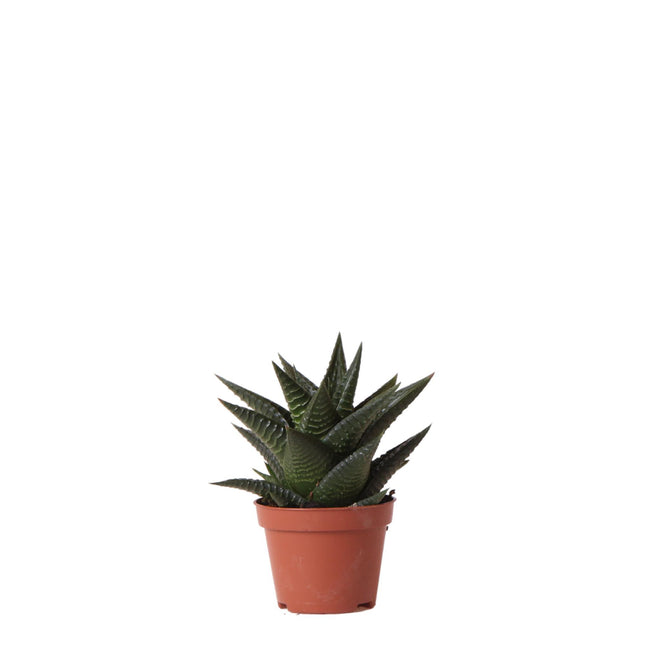 Haworthia Limifolia - Vetplant - Ø6cm - groene kamerplant - Kolibri Greens