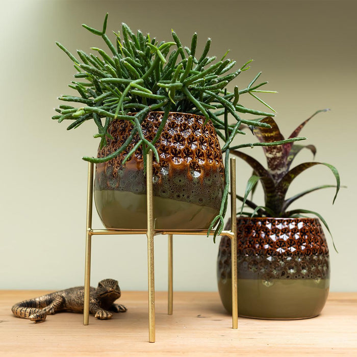 Rhipsalis Burchellii - Vetplant - Groene kamerplant - Ø9cm - Kolibri Greens
