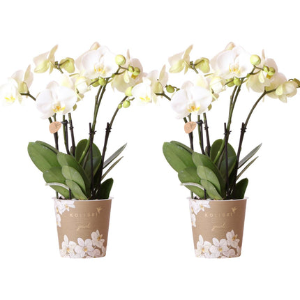 Orchidee Phalaenopsis bianche - 2 pezzi - Ø12 cm - Pianta da interno fiorita