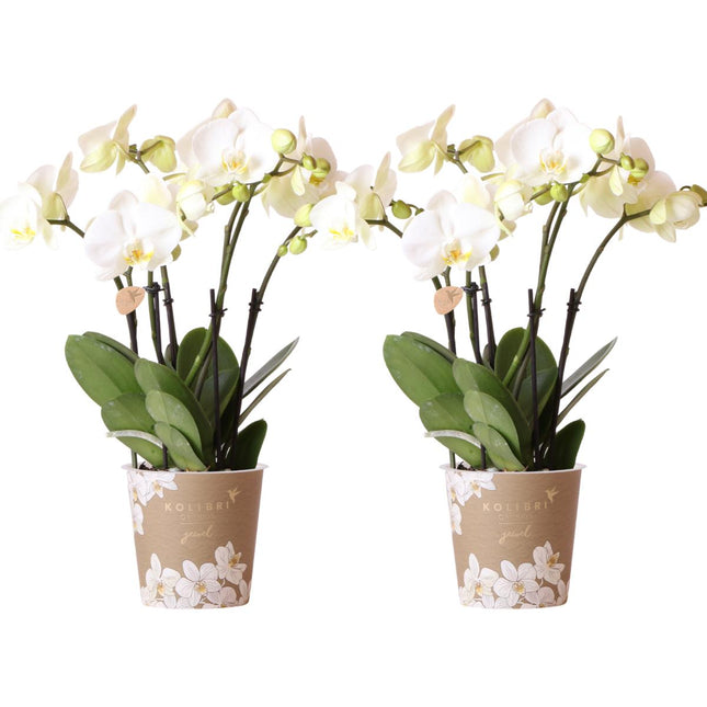 Orquídeas Phalaenopsis blancas - 2 unidades - Ø12cm - Planta de interior con flores