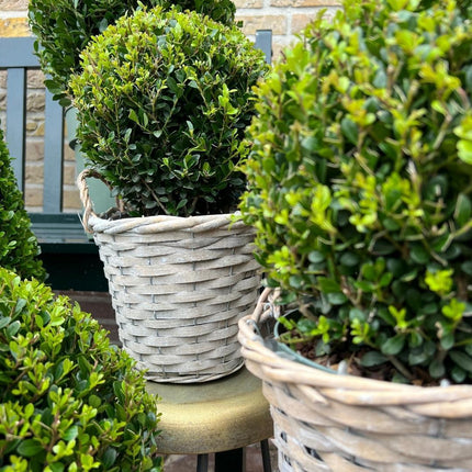 Ilex crenata 'Jenny' bulb in wicker basket - Ø20cm - 2x