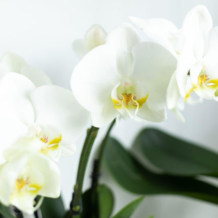 Orquídea Phalaenopsis blanca - Joya de Gante - Ø12cm - Planta de interior con flores