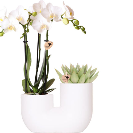 Witte orchidee Amabilis en succulent in Tube sierpot wit - Set - Ø9cm | bloeiende kamerplant