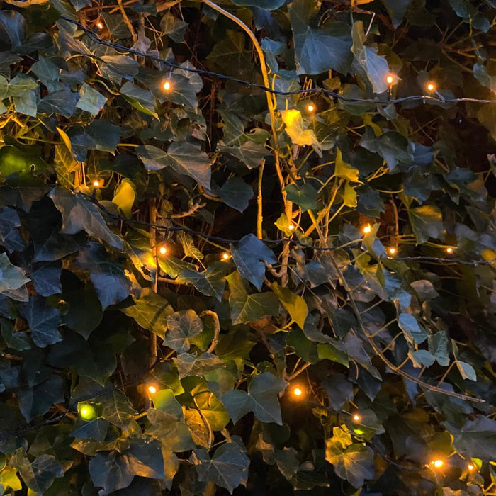 Hedera Hibernica - Klimop - Gestokt - ↕125-150 cm