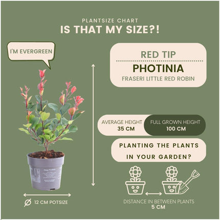 Seto de Photinia fraseri 'Little Red Robin' - 1 metro - Juego de 6 plantas resistentes para seto - Seto perenne