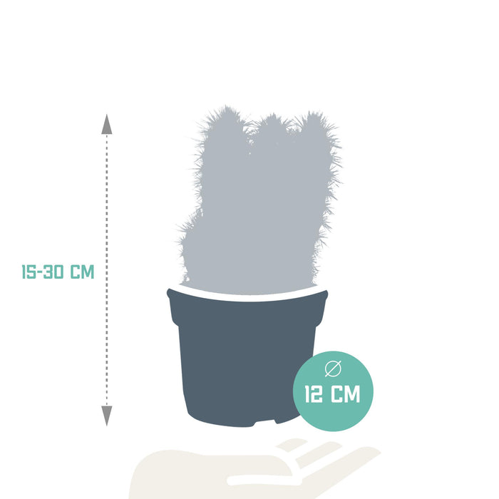 Pilosocereus Azureus - Zuilcactus - ↕15-30 cm - Ø12cm