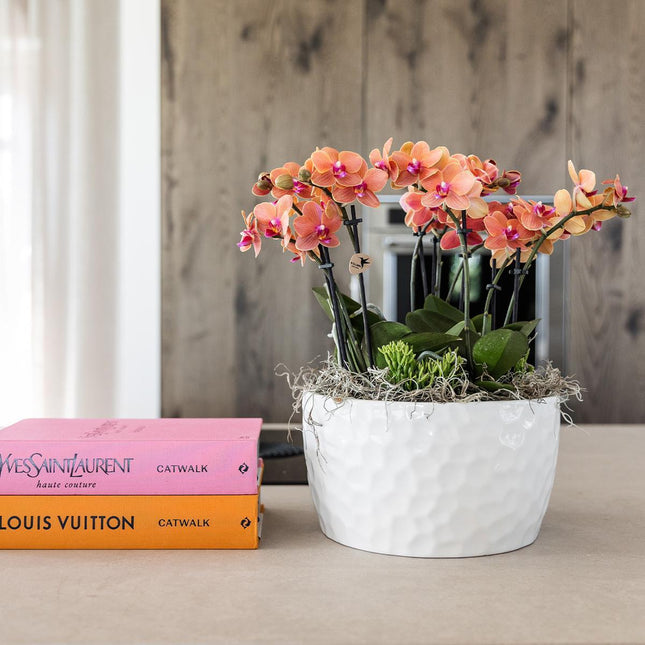 Set di piante arancioni in contenitore per miele con serbatoio d'acqua incluso - Tre orchidee Bolzano arancioni da 9 cm e tre piante Rhipsalis verdi | Bouquet Jungle arancione con serbatoio d'acqua integrato