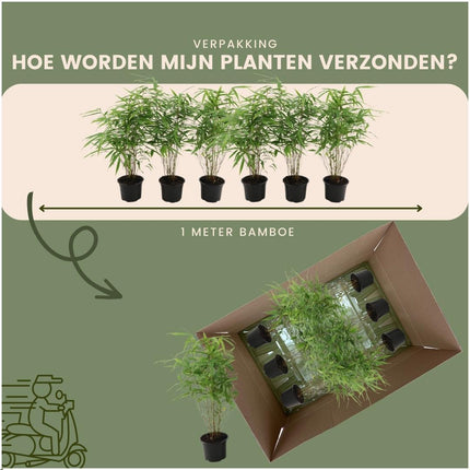 Fargesia Rufa - Bamboe - 3x
