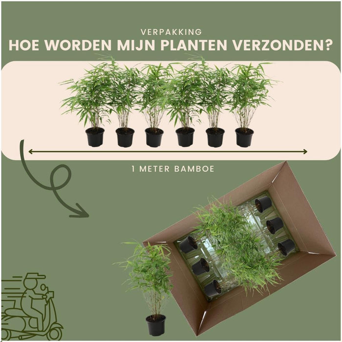 Fargesia Rufa - Bamboe - ↕25cm - Ø12cm - 6x