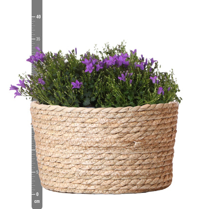 Campanula Addenda Ambella Intense purple - Ciotola in vimini con campanula e sistema di irrigazione - 3 pezzi - Campanula viola - Ø12cm - per interni ed esterni
