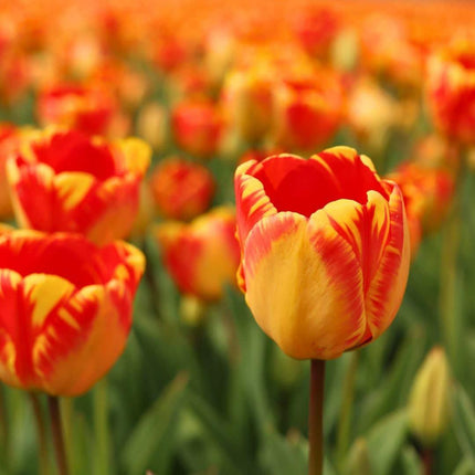 Bulbes de fleurs Amsterdam - Banja Luka - 15 bulbes de fleurs - Taille 12+