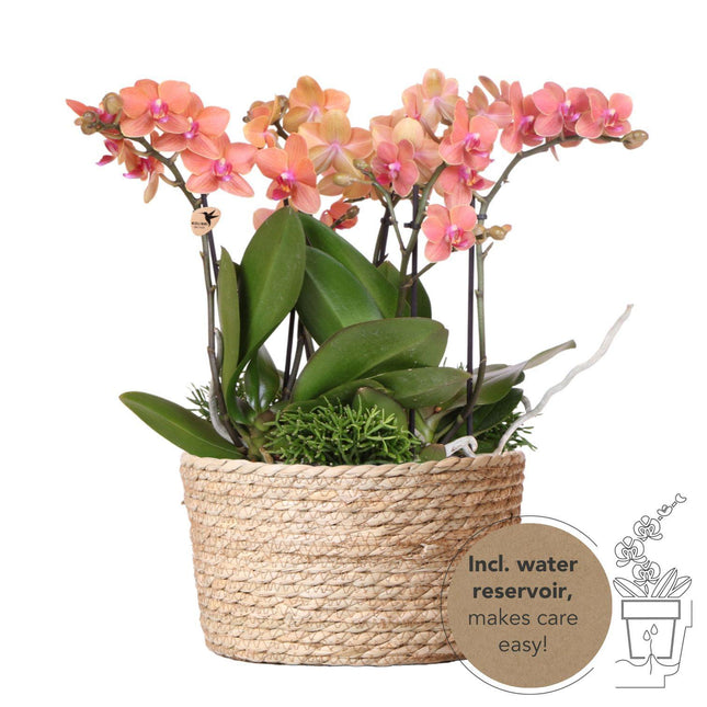 Set di piante arancioni in cesto di canne con serbatoio d'acqua incluso - Tre orchidee Bolzano arancioni da 9 cm e tre piante di Rhipsalis verdi | Bouquet Jungle arancione con serbatoio d'acqua integrato