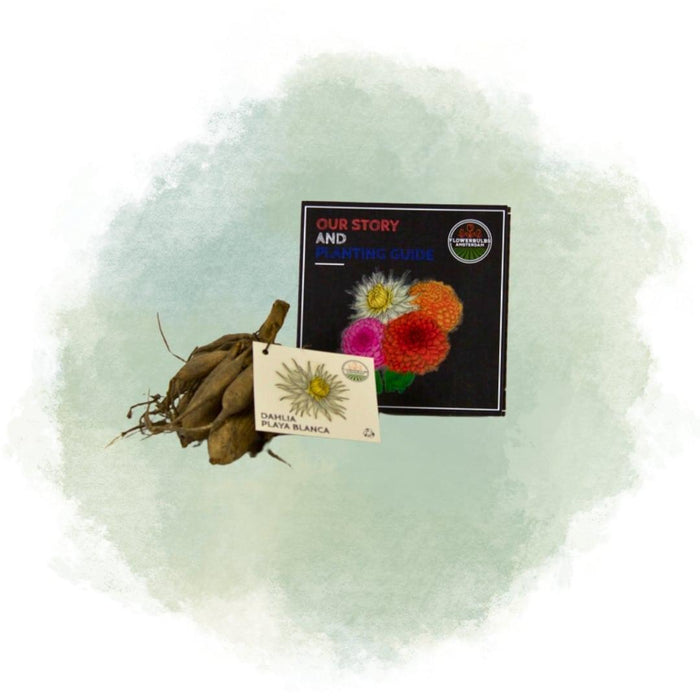 Dahlia Bollen | 24 dahlia playa blanca knollen voor 4m², cactusvormige bloemen