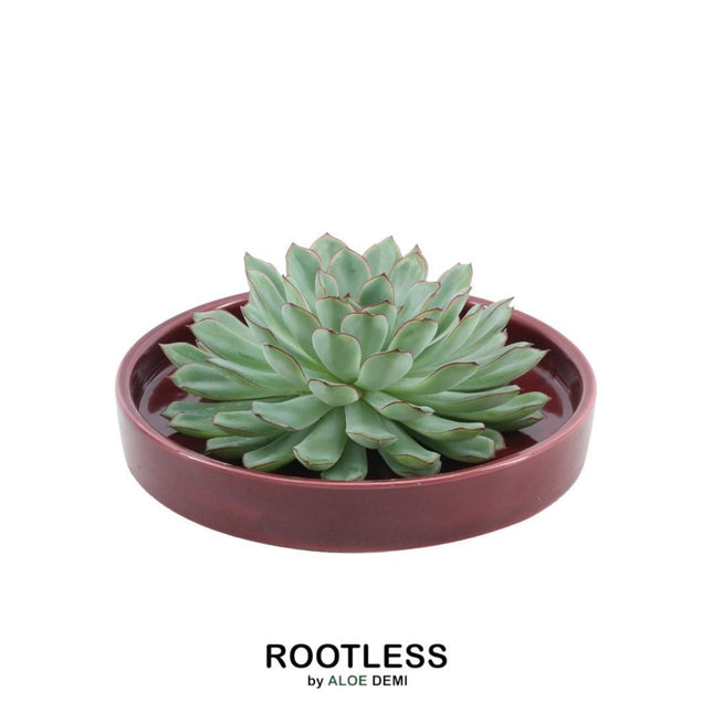 Suculenta sin raíces Echeveria Pulidonis en maceta 'roja' - ↕5cm - Ø20cm