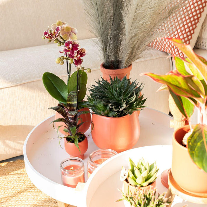 Planten set Scandic terracotta - met oranje Phalaenopsis Orchidee Ø9cm en Succulent Miranda Ø6cm - incl. keramieken sierpotten | Ø6-9cm