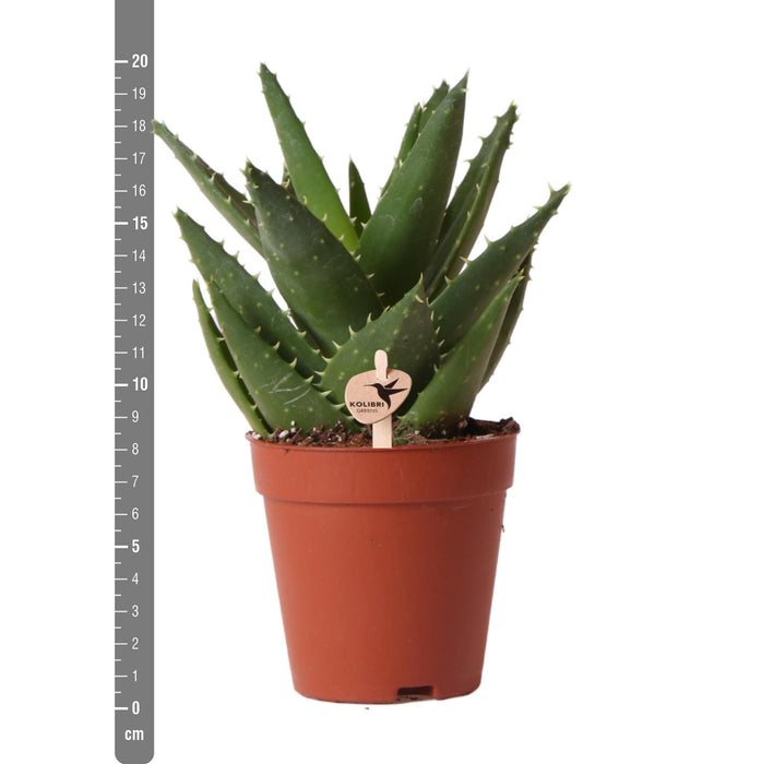 Aloë Brevifolia - Vetplant - Ø9cm - Groene kamerplant - Kolibri Greens